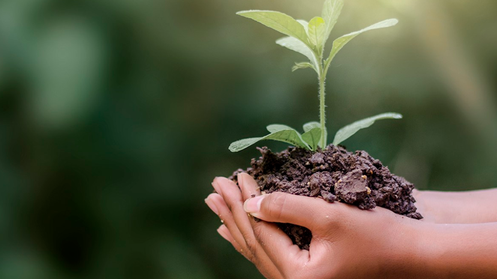 Minha Primeira Solução